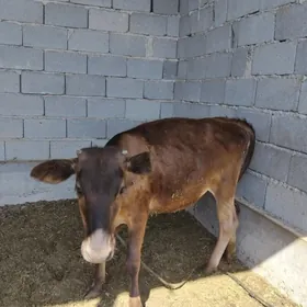 Göle 1 ýaşynda
