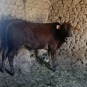 okuz baky