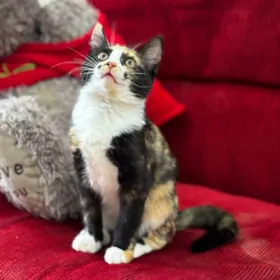 Котенок