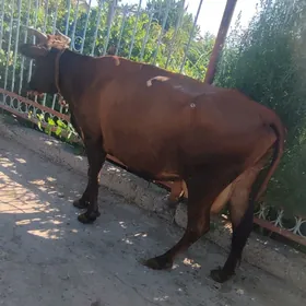 saglyk sygyr