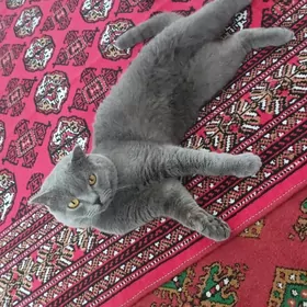 shatlanskiy pişik
