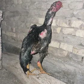 Horaz