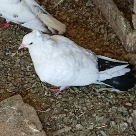 Kepderi