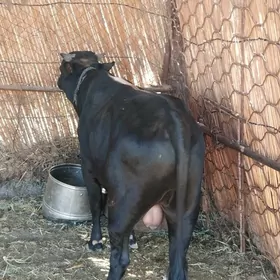bakylan okuzce