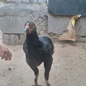 Taşkent juyje