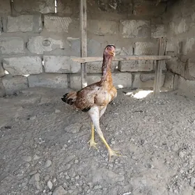 Şamo turk