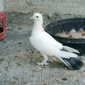 kepderi