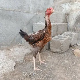 Taşkent maki