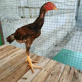 Taşkent juje