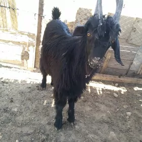 Cebis teke