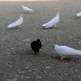 Kepderi