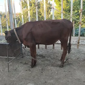 Göle