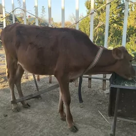 Göle