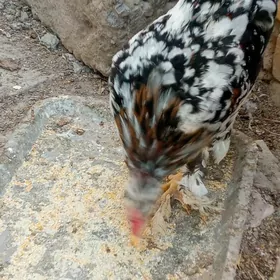 Yaponcik horaz