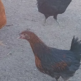 Kürkden cykan juyje