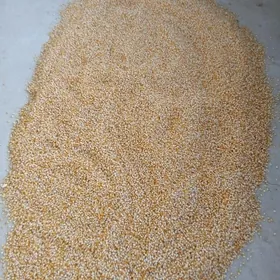 Mekge tohumluk