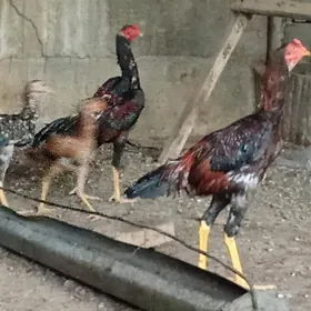 ташкент