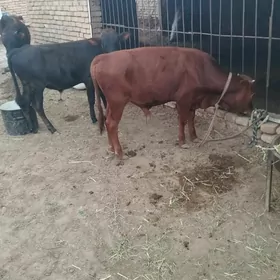 okuzce