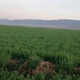 yorunja arassa