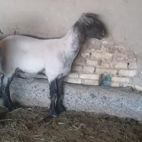 goç tohumlyk.işşek