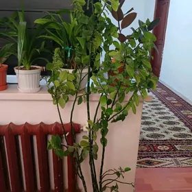 Gül цветы