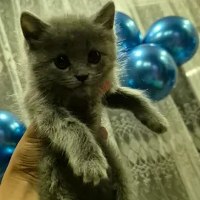 шотландские котята