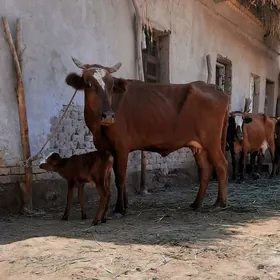 ATYALY BEYIK GÖLELI SYGYR