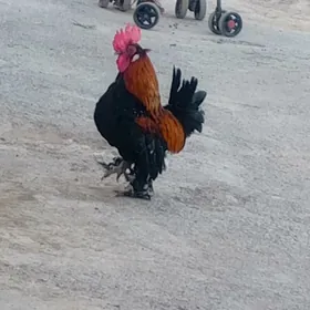 karlik