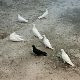 kepderi