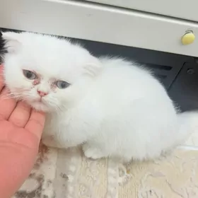 şinşilla pişik ak
