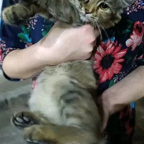 котенок 3 месяца