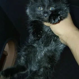 Британка кошка