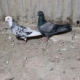 kepder