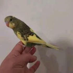 popugay toty guslar