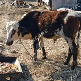 okuzce
