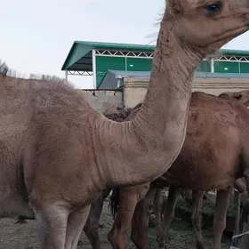 düye