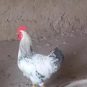 DOMINANT SUSSEKS