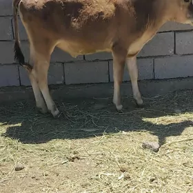 tüwe