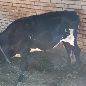 Meýdandan gelen gulajyn.3