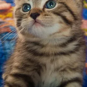 Шотландский