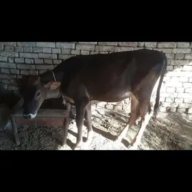 Gulajyn