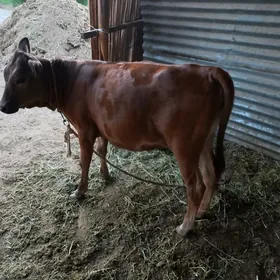 tüwe