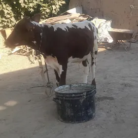 öküz