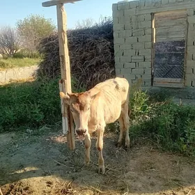 tùwe