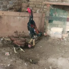 horaz i towuk