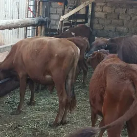 öküzçe tüwe öküz göle