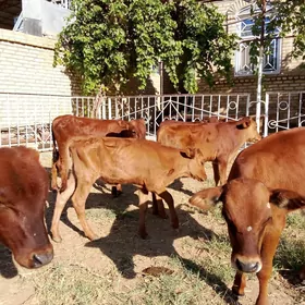 Göle
