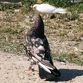 kepderi