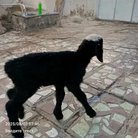 Guzi