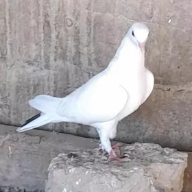 kepderi